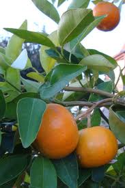 Citrus owa satsuma mandarin 